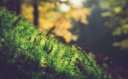 Blick in dichten Wald als Beispiel für den Heilwald Göttweig